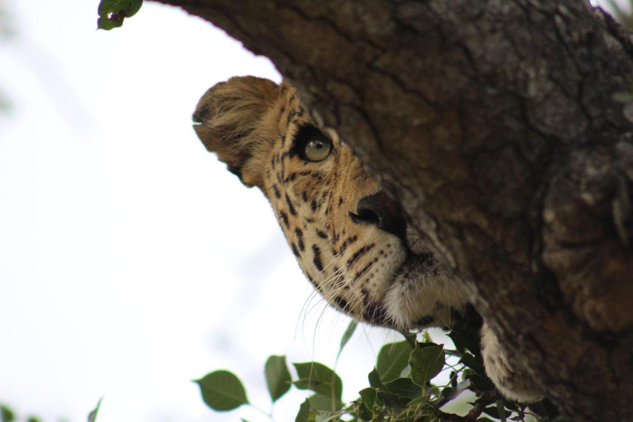Shumbalala Game Lodge Торнибуш-Гейм-Резерв Экстерьер фото