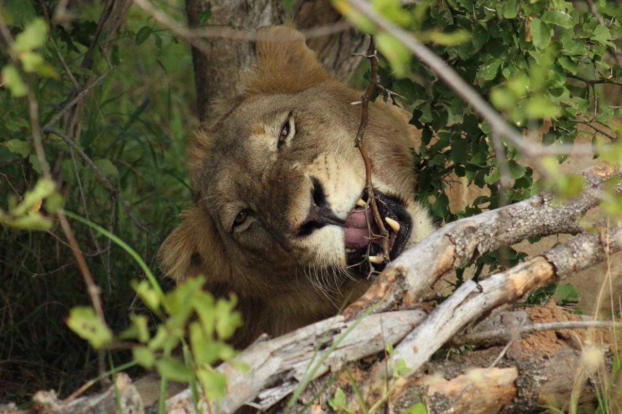Shumbalala Game Lodge Торнибуш-Гейм-Резерв Экстерьер фото