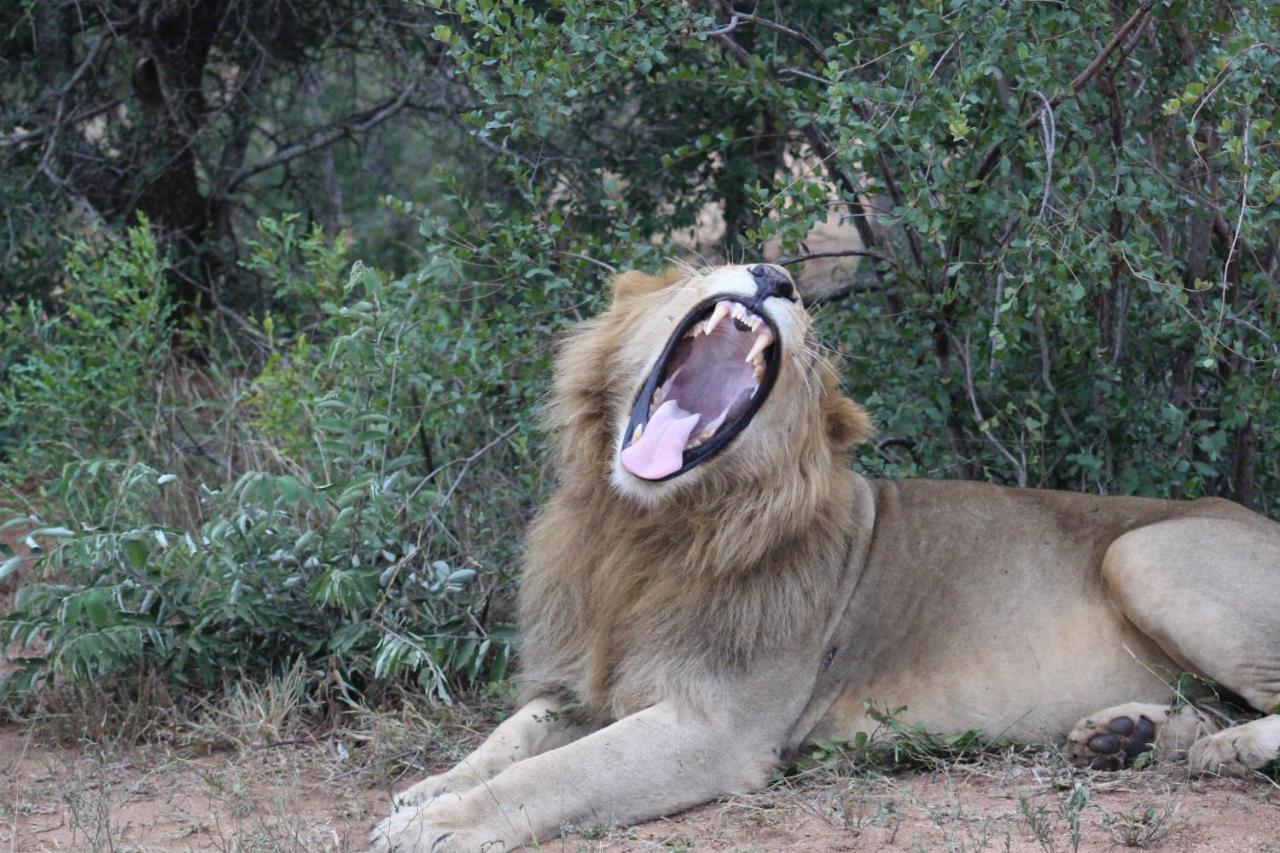 Shumbalala Game Lodge Торнибуш-Гейм-Резерв Экстерьер фото